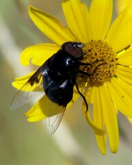 Copestylum violaceum