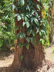 Syngonium podophyllum