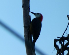 Melanerpes radiolatus