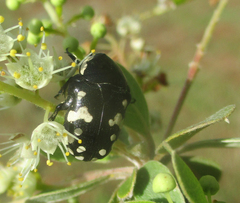Mausoleopsis amabilis