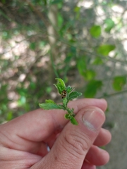 Eriopis serrai