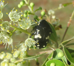 Mausoleopsis amabilis
