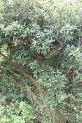 Machilus thunbergii