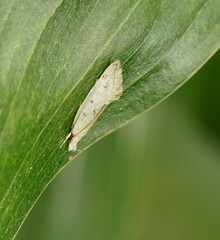 Thema argoptera
