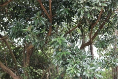 Machilus thunbergii