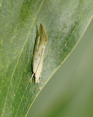 Thema argoptera