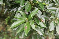 Machilus thunbergii