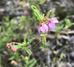 Thomasia petalocalyx