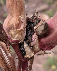 Megachilidae