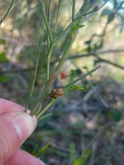Gonipterus platensis