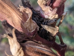 Megachilidae