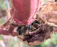 Megachilidae