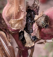 Megachilidae