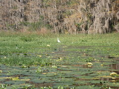 Egretta caerulea