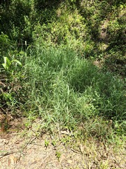 Poaceae