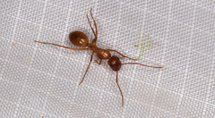 Camponotus sansabeanus