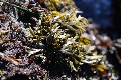 Pelvetiopsis limitata