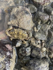 Leptodius affinis
