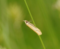 Philobota protecta