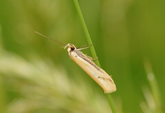 Philobota protecta