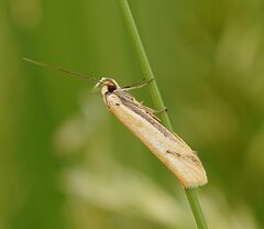 Philobota protecta