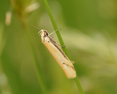 Philobota protecta