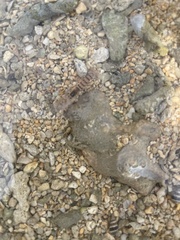 Alpheidae