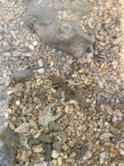 Alpheidae