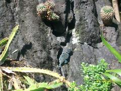 Sceloporus torquatus torquatus