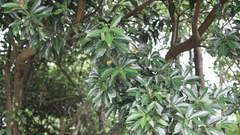 Machilus thunbergii