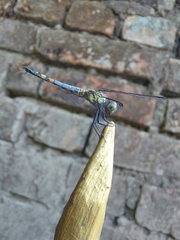 Brachydiplax farinosa