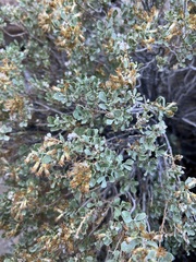 Ericameria cuneata