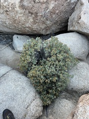 Ericameria cuneata