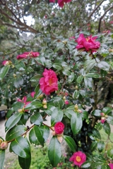 Camellia sasanqua