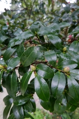 Camellia sasanqua
