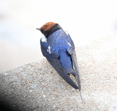 Hirundo smithii
