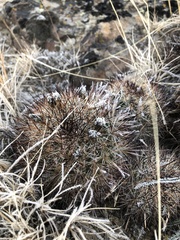 Pediocactus nigrispinus