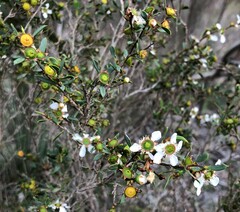 Leptospermum coriaceum