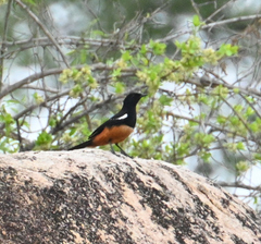 Thamnolaea cinnamomeiventris