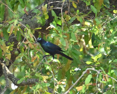 Lamprotornis australis
