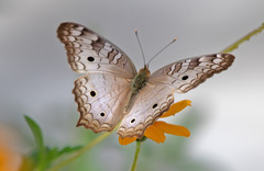Anartia jatrophae