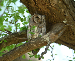Otus senegalensis