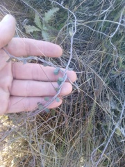 Muehlenbeckia complexa