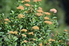 Spiraea splendens