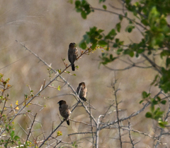 Spermestes cucullata