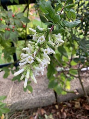 Escallonia illinita