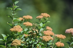 Spiraea splendens