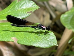 Heliocypha fenestrata