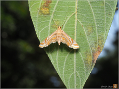Eoophyla gibbosalis