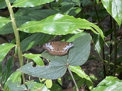 Tanaecia